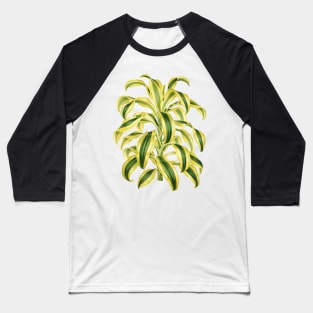 Dracaena reflexa ‘Variegata’ - botanical illustration Baseball T-Shirt